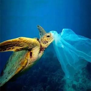 Bolsos de basura abonablees