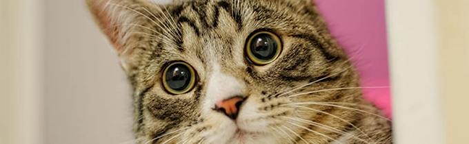 disposición de la litera del gatito del gato