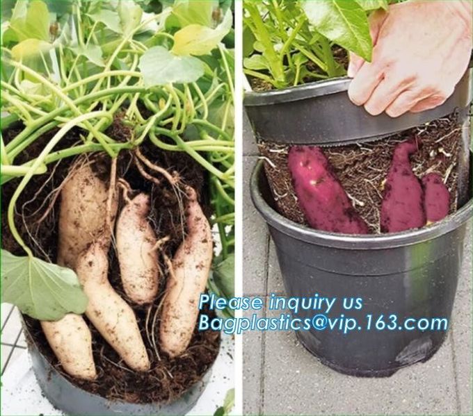 El reciclaje biodegradable que cultiva un huerto verde empaqueta el sembrador de los potes del cuarto de niños