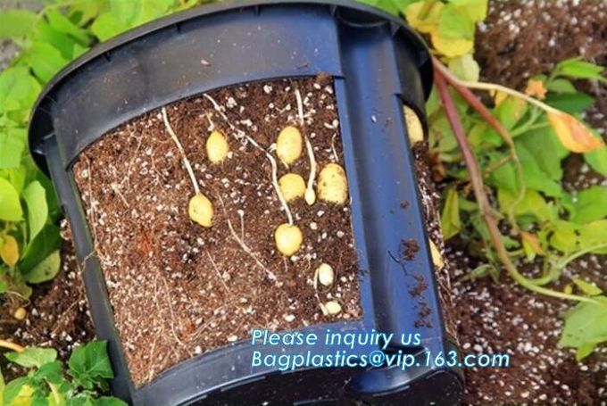 El reciclaje biodegradable que cultiva un huerto verde empaqueta el sembrador de los potes del cuarto de niños